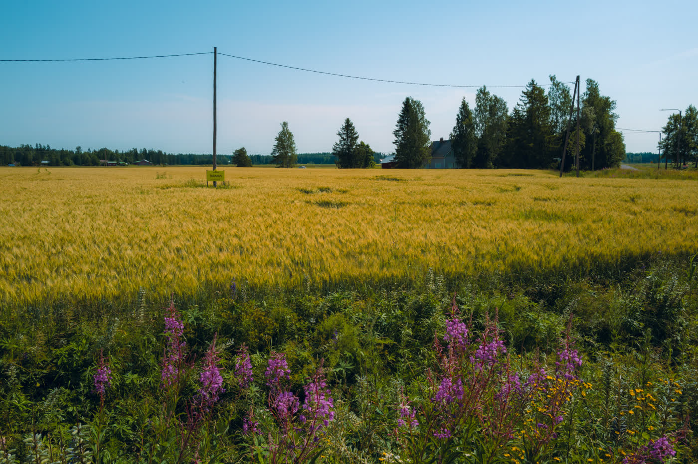 A ripening grain field in early summer, with a farmhouse and spruce trees behind it and fireweed along the edge.