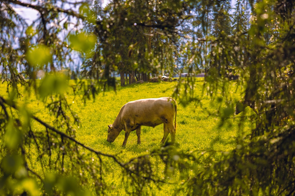 A cow at pasture on a working smallholding, photographed by Loïc Sans.